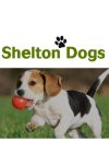 Shelton Dogs