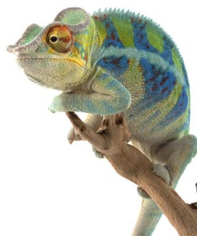 Media Chameleon – Super Links Package & Image Gallery