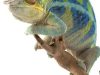 Media Chameleon – Super Links Package & Image Gallery